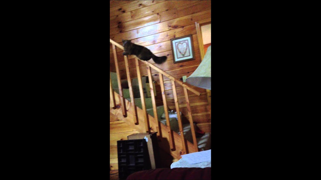 Dumb Cat Slides Down Banister YouTube
