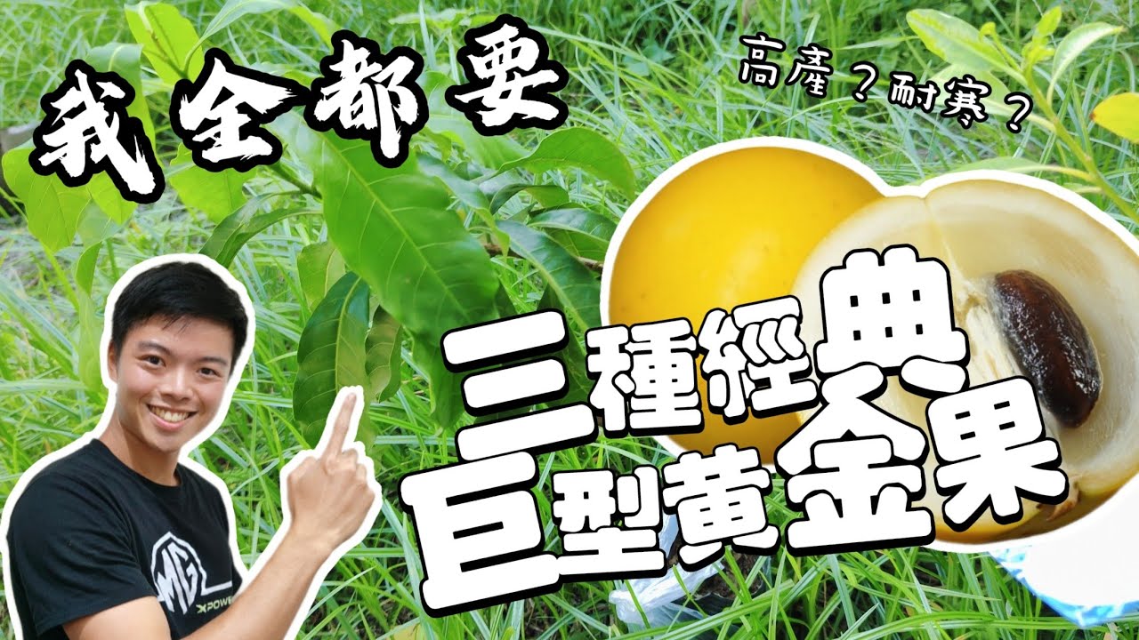 跳脫印象 新品種黃金果種植 大挑戰🔥 一次種植三種巨型黃金果 | 中部能過冬嗎?黃金果種植介紹 久大黃金果 大金沙 熊讚 | 紅龍兄 ...
