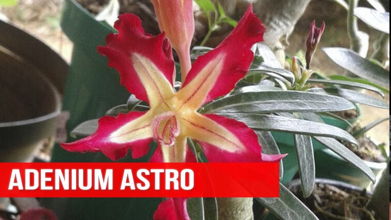 🌺 ROSA DO DESERTO ASTRO de ANDRE OKUMURA - thptnganamst.edu.vn