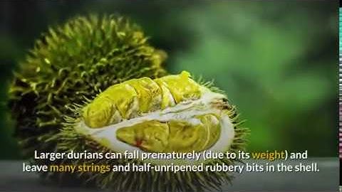 Malaysia Top 10 Best Durians Introduction