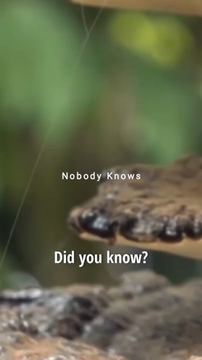 Largest Living Organism On Earth fungus biology biodiversity largest-living-organism-on-earth-fungus-biology-biodiversity