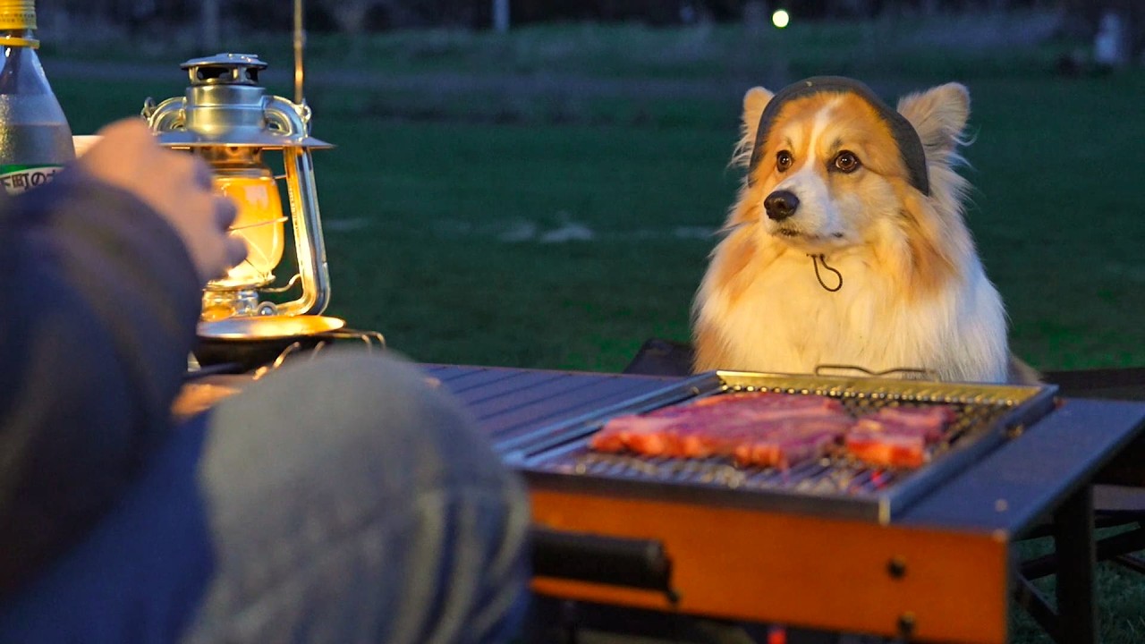 愛犬が拾ってきた『木の枝』でソロキャンプしてみた結果…