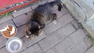 A Stray Cat Crawled To Roadside After Being Run Over, Scared And Irritated.