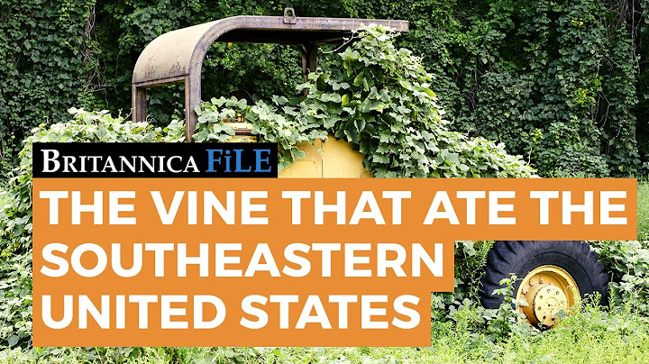 BRITANNICA FILE: Kudzu—"The vine that ate the South" | Encyclopaedia Britannica