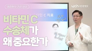 [염창환의 건강 강의] 비타민 C 수송체? 그게 왜 중요하죠?