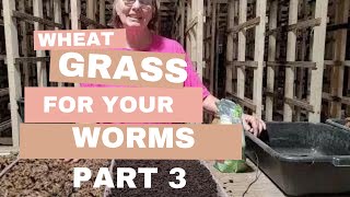 Wheatgrass Growing Journey – Part 3: Big Changes!