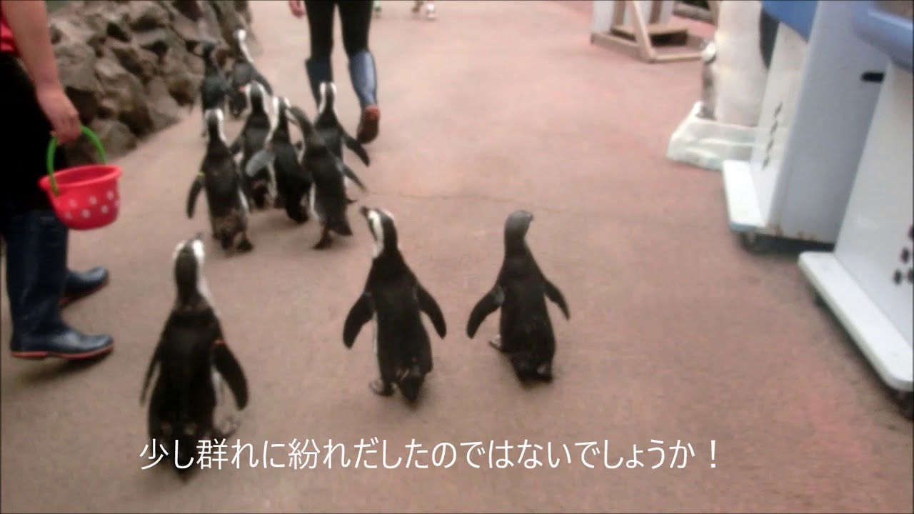 団体行動を練習するペンギン ハニー 伊勢シーパラダイス Youtube