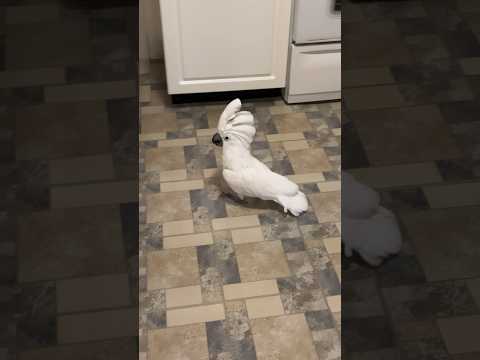 Broken cockatoo aaaa 😂🤣🤣🤣 #birds #cockatoos #animals #pets