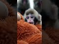 🐒 Baby macaque seeks comfort after troop conflict 💔 #animals #monkey #punch