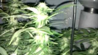 Industrial plant day 22 flowering.3gp