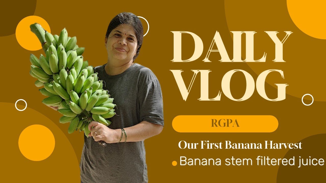 Banana stem filtered juice Our first Banana Harvest Terrace