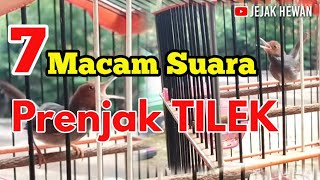 Macam Macam Suara Variasi Burung Prenjak Tilek || Jejak Hewan