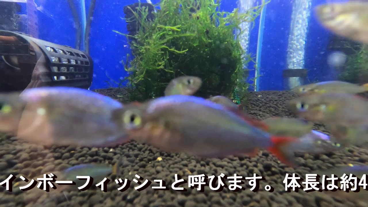 ネオンドワーフレインボー Youtube ネオンドワーフレインボー Youtube