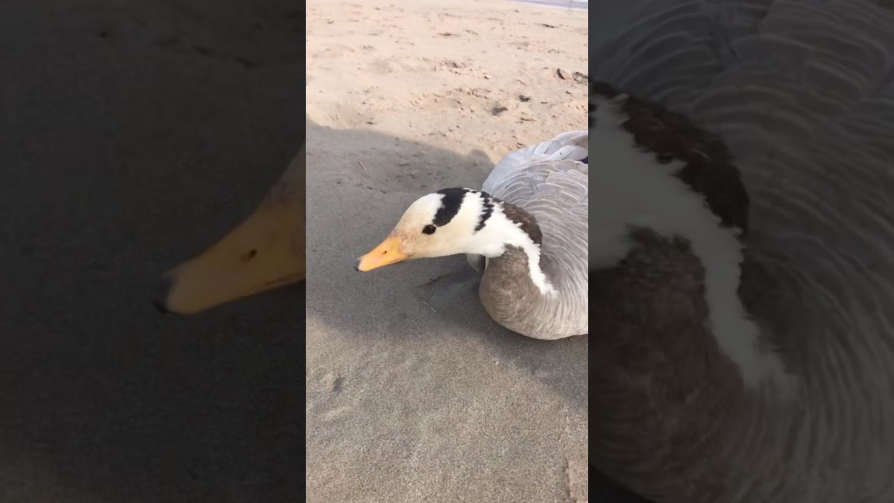 Geese hunting in pakistan 
