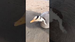 Famous Geese hunting in pakistan #geesehunting #geeselive #hunting Wealth