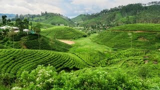 Exploring Sri Lanka's Tea Plantations