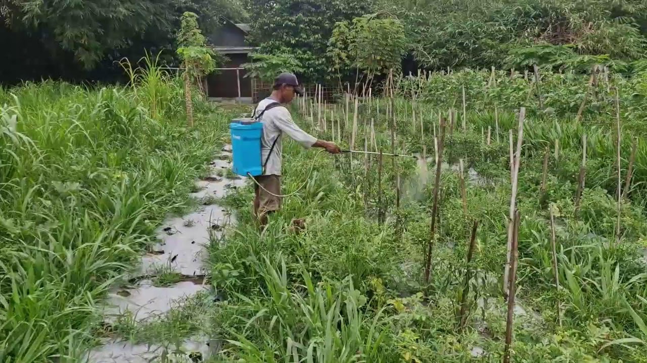 SMART FARMER’S IDEA: SPRAYING CURLY CHILI PLANTS MADE EASY WITH MODERN TOOLS - Agriculture Gardening