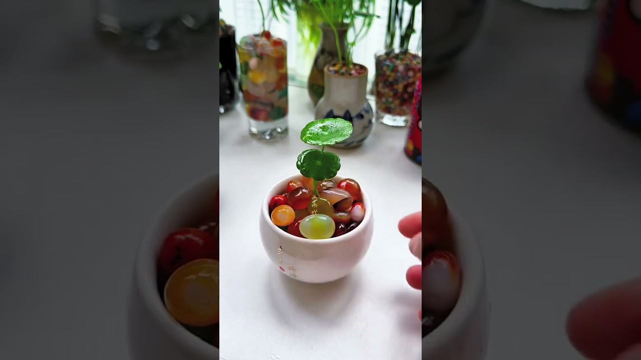 Colored stones are placed in the hydroponic bottle to hide the messy roots and enhance the greenery.