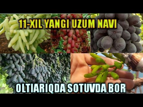 Video: Yangi Zelandiya uzum navlari va sharob uslublari