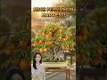 How to Grow New Persimmon Trees with Air Layering! 🍑🔥