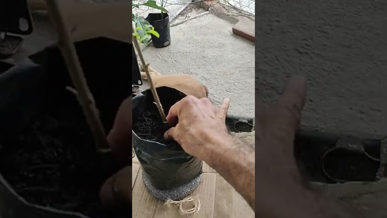 Enraizamiento de esqueje de Granada.