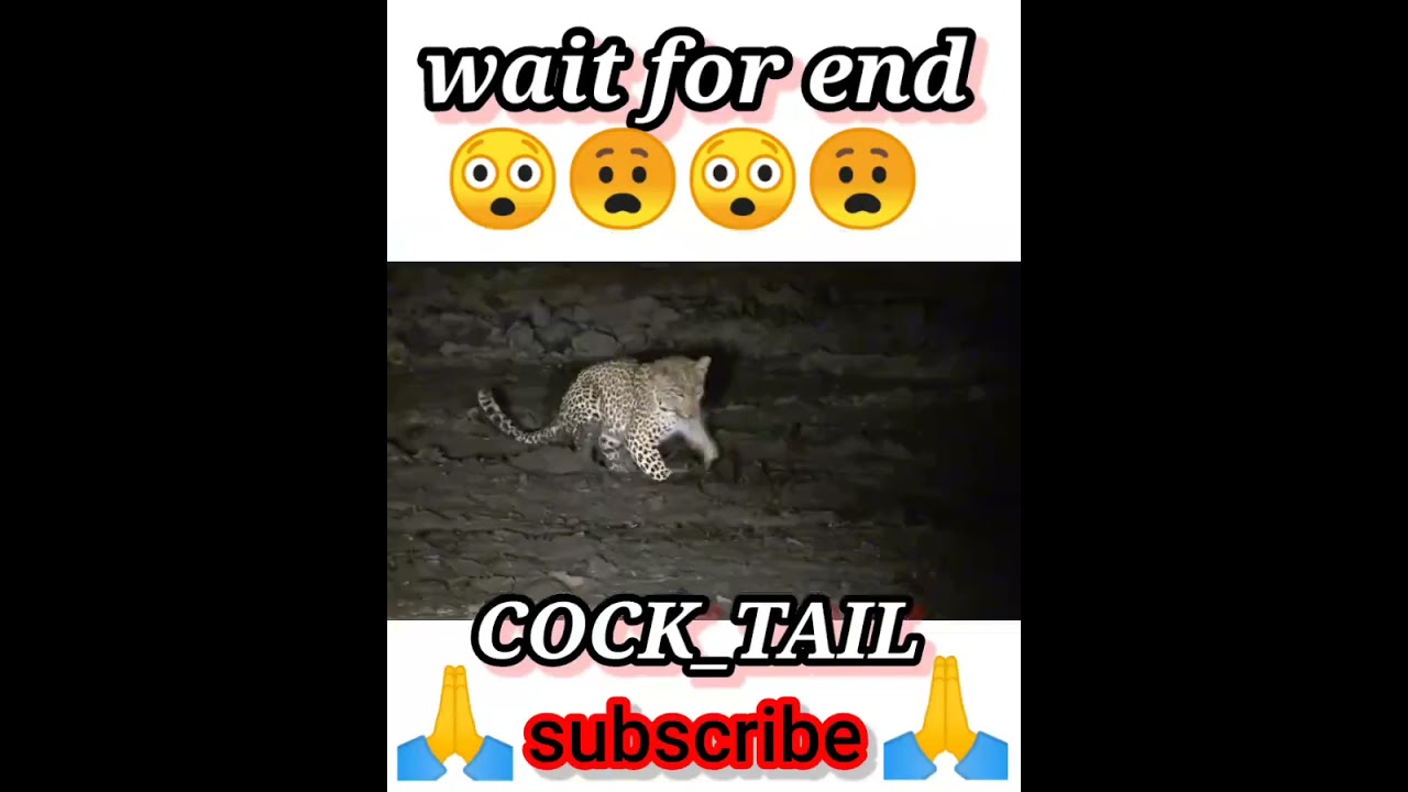 Leopard Almost Hunts on top of Hippo Hiding in the Mud Modify 😮😱😱