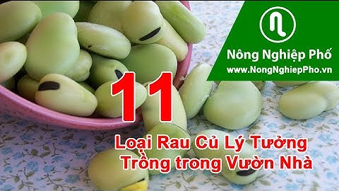 Top 10 tự trồng rau ăn củ năm 2022