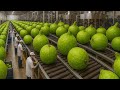 Inside a Modern Kiwi Factory: From Field to Delicious Dessert (The Whole Process).