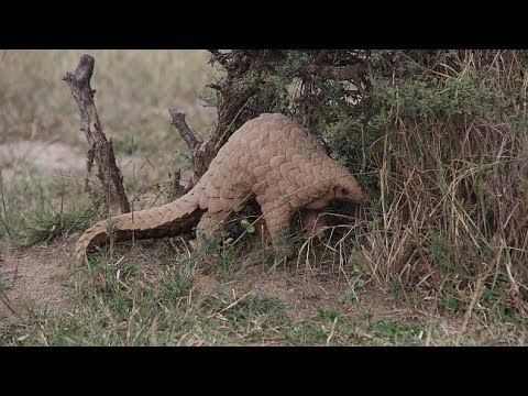 Pangolins in Peril - Documentary