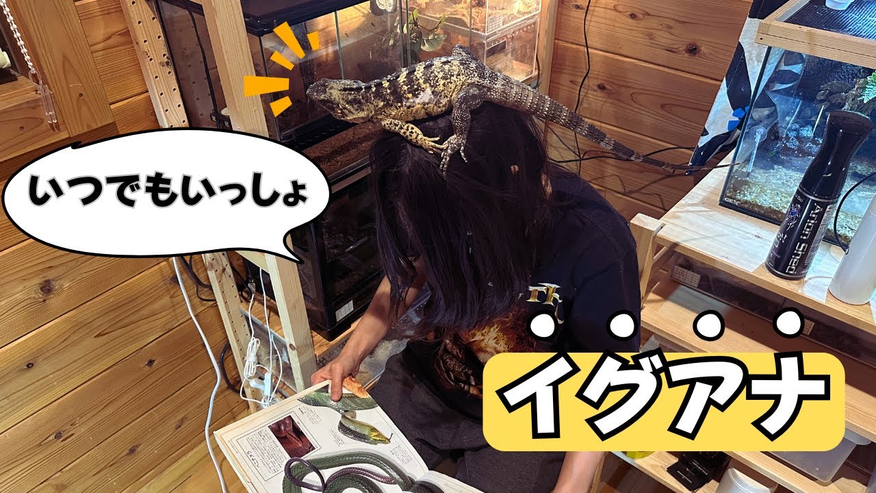 イグアナを放し飼いする女の部屋をチラ見せします