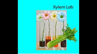 Xylem Lab Demo Video
