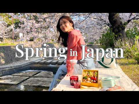 Cherry Blossom Picnic Alone in Japan | Homemade Bento & Berry Tea