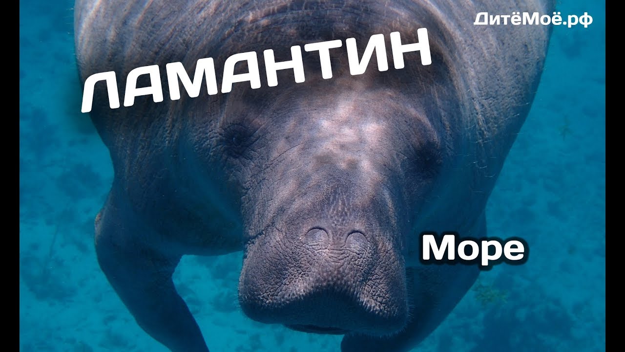 Ламантин. Энциклопедия для детей про животных. Море