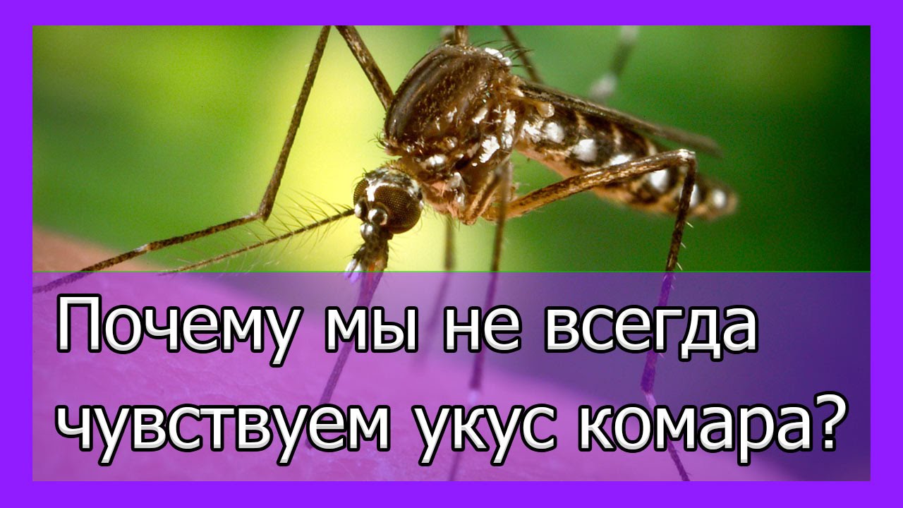 Почему мы не всегда чувствуем укус комара - YouTube