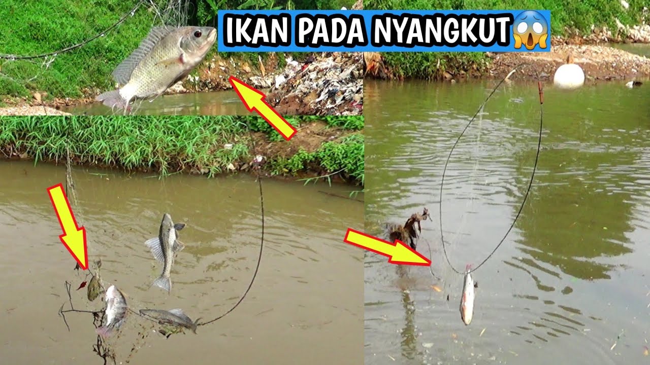 Ikan Nila Pada Nyangkut Di Pancing Jaring Kolong