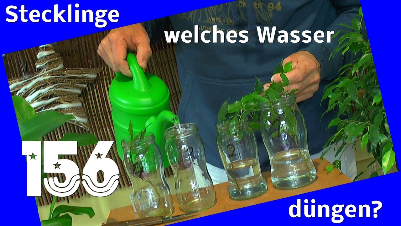 Ficus im Wasser bewurzeln / Experiment dngen im Wasser