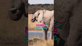 Etosha Wildlife - Animals in Namibia 🇳🇦