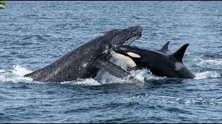 DEEP OCEAN  The Journey to the Mysterious Creatures of the Abyss  Nature Animal Documentary