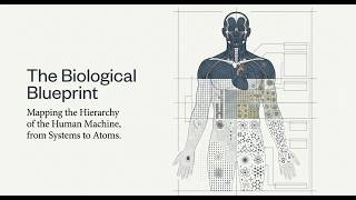 The Biological Blueprint: Understanding the Human Body Hierarchy