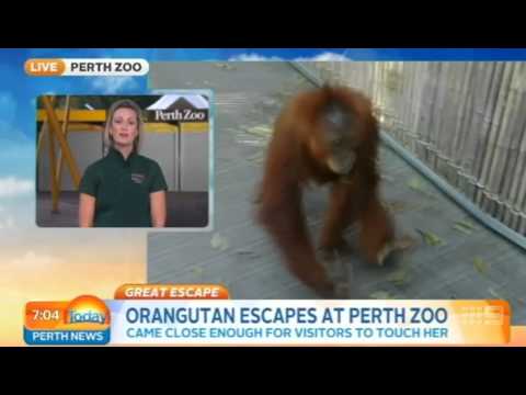 Thumb of The Perth Zoo Had Similar Escapes video