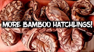 More Bamboo ball python hatchlings!