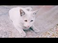 Snowball cat playing with plastic|Cat takes a ride on plastic|Cat vs plastic|