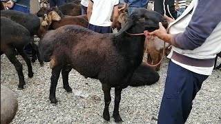 Кучкор и Овцы Гисарски Барана в Таджикистан оптовы ценах 2020 