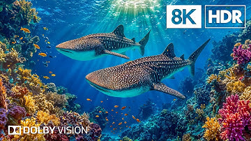 Extraordinary Ocean Creatures in 8K HDR | Dolby Vision™