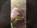 يربي ع التلزيق بتاع امك 