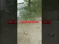 # short #video#viral# rain#duck
