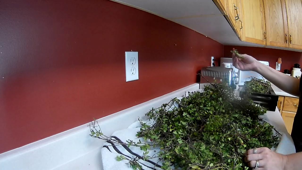 Foraging For BearBerry