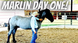 Marlin Day 1 | Blue Roan Percheron Quarter Horse Cross | Horse Training