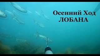 Подводная охота Новороссийск. Черное море. Осень 2015 г.Black sea spearfishing Russia