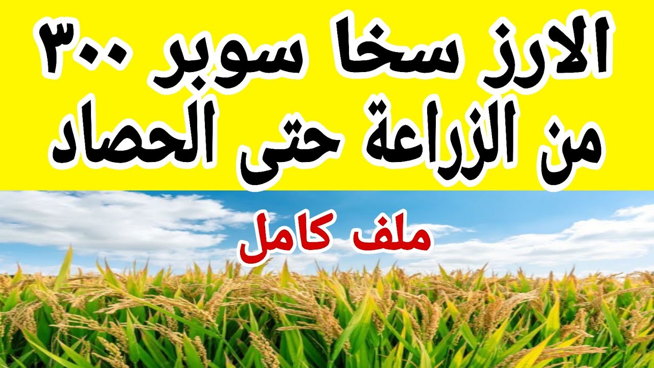 كل ما تريد معرفته عن الارز سخا سوبر 300 - ملف كامل